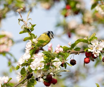 Bird Damage Fruit 4