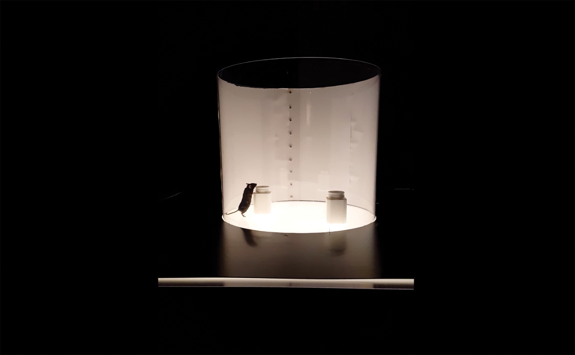 MS in vivo model