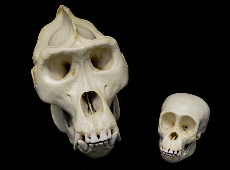 Academisch Erfgoed Biologie 086