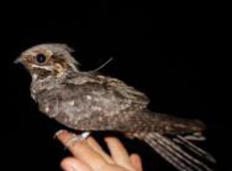 European Nightjar (2)