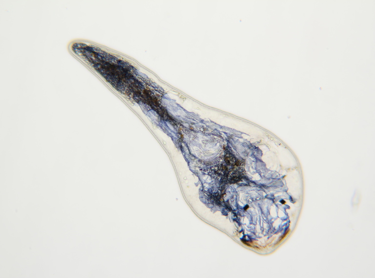 Polycystis (1)