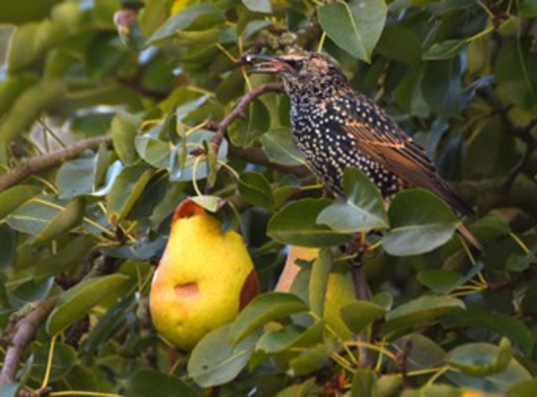 Bird Damage Fruit 1